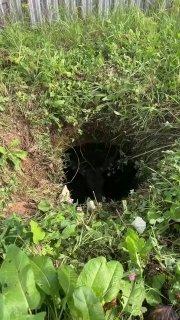 В Истре лосенок провалился в открытый колодец и самостоятельно выбраться не...