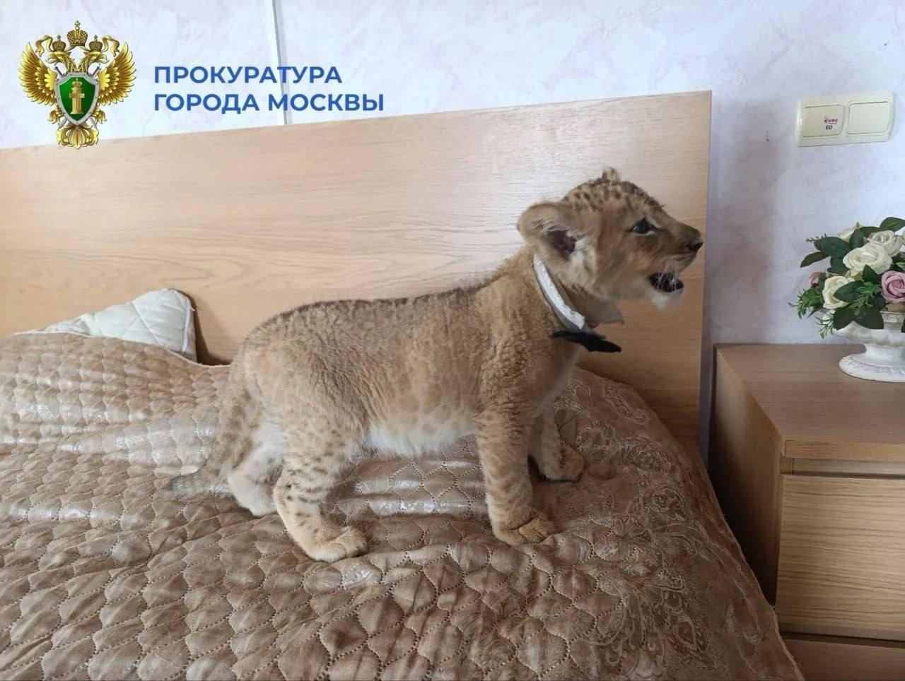 В Москве спасли трех львят, которые «работали» реквизитом для фотосессий...