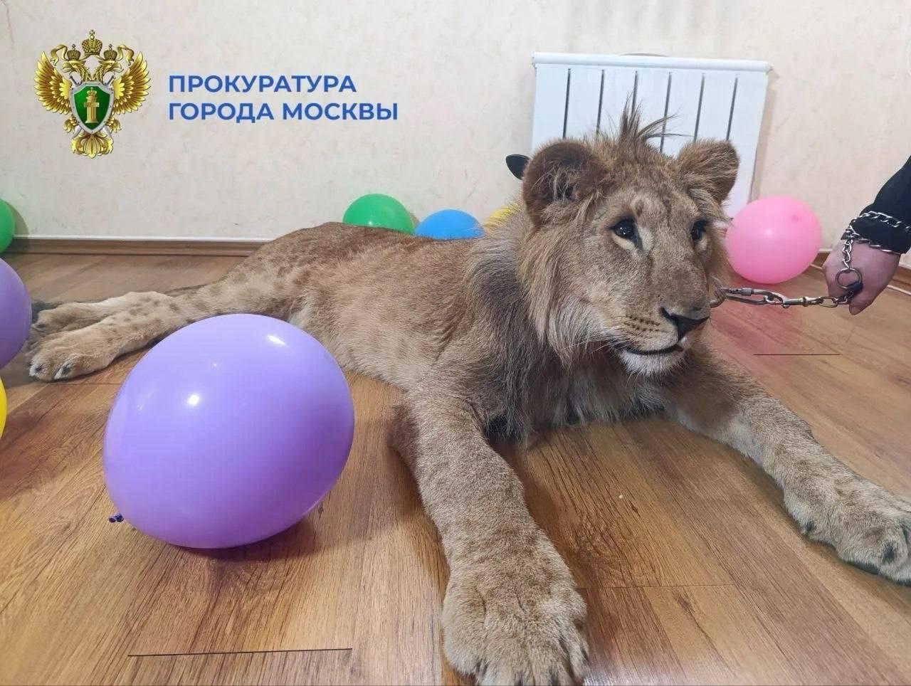 В Москве спасли трех львят, которые «работали» реквизитом для фотосессий...