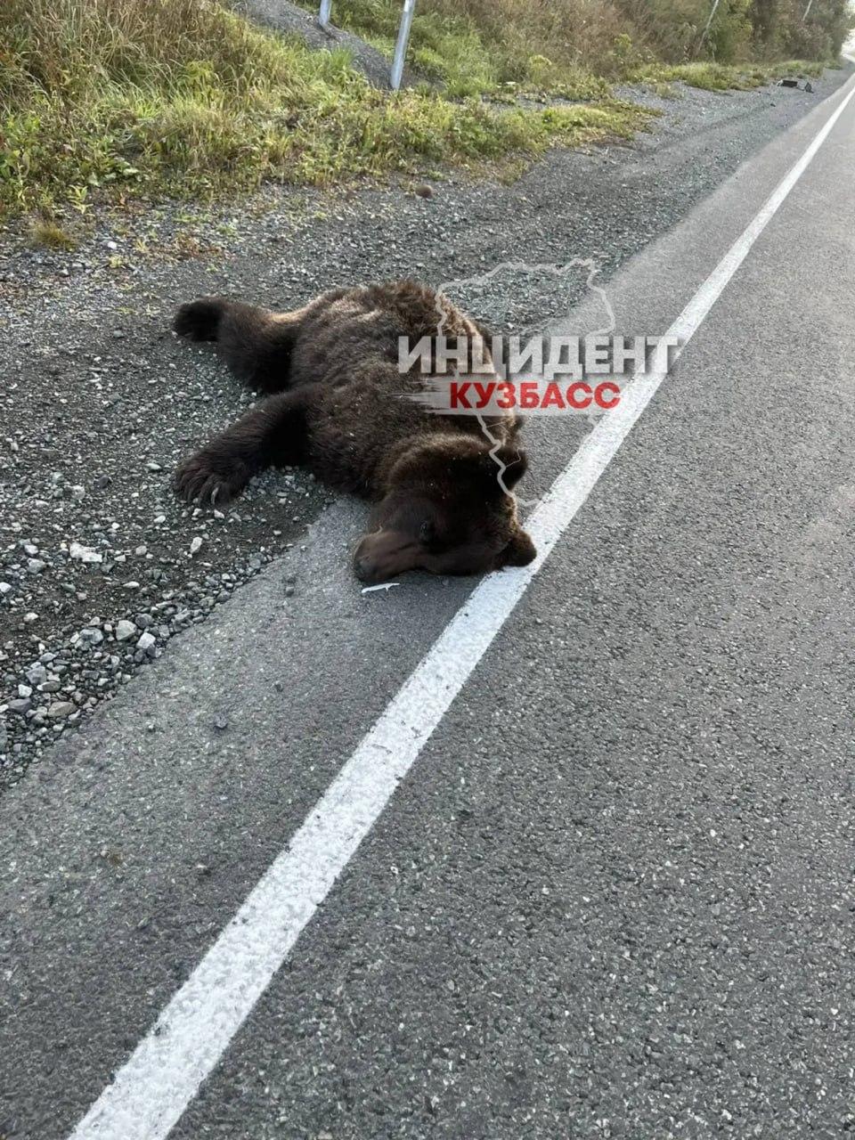 Медведя сбили в Таштагольском районе в пгт Мундыбаш, сообщает читатель.