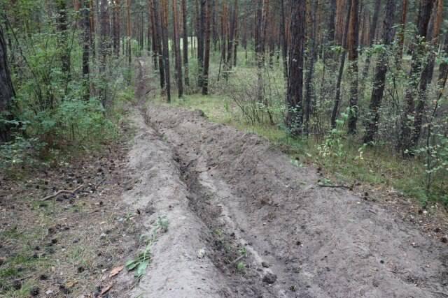 Лесопожарные службы выполнили 70% работ по защите лесов В Красноярском крае...