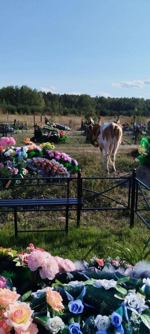 Коровы снова гуляют по кладбищу Новоенисейки