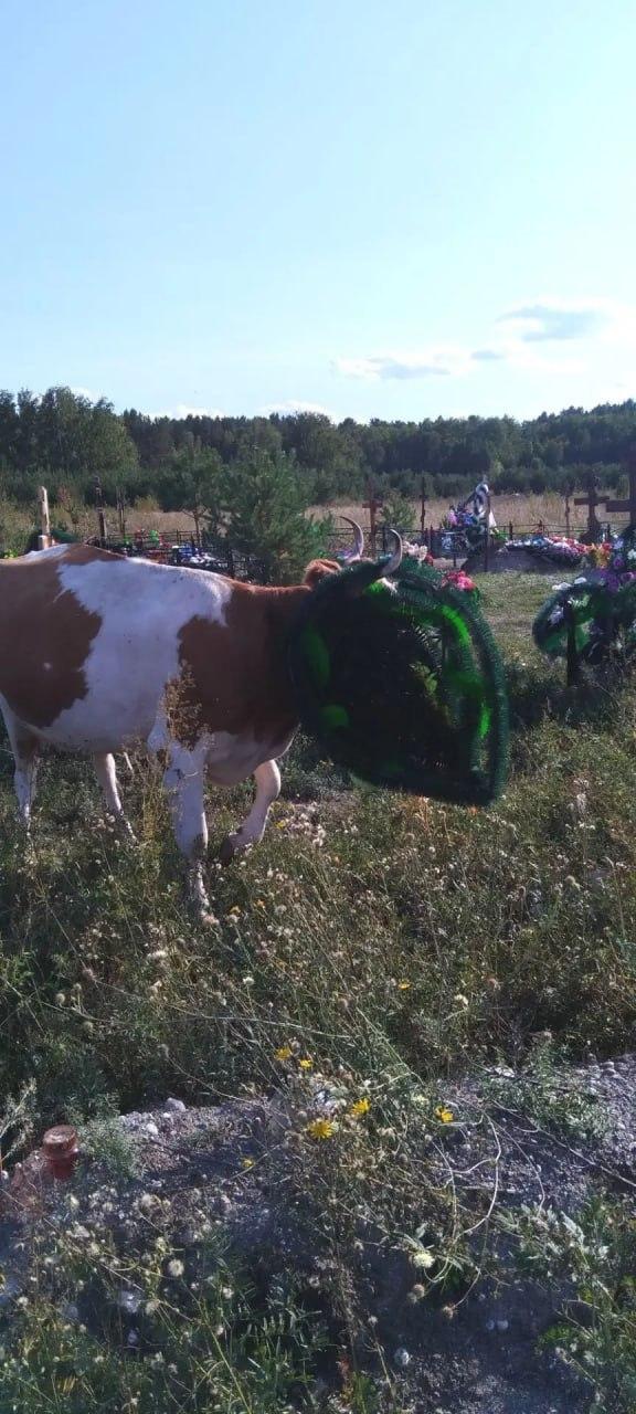 Коровы снова гуляют по кладбищу Новоенисейки