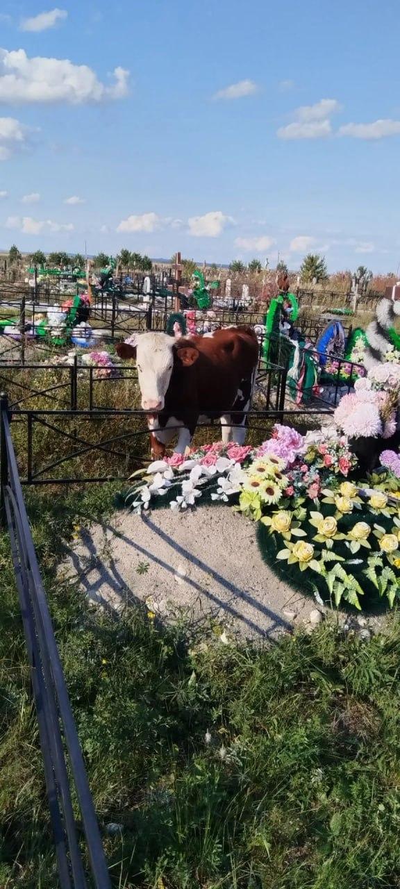 Коровы снова гуляют по кладбищу Новоенисейки