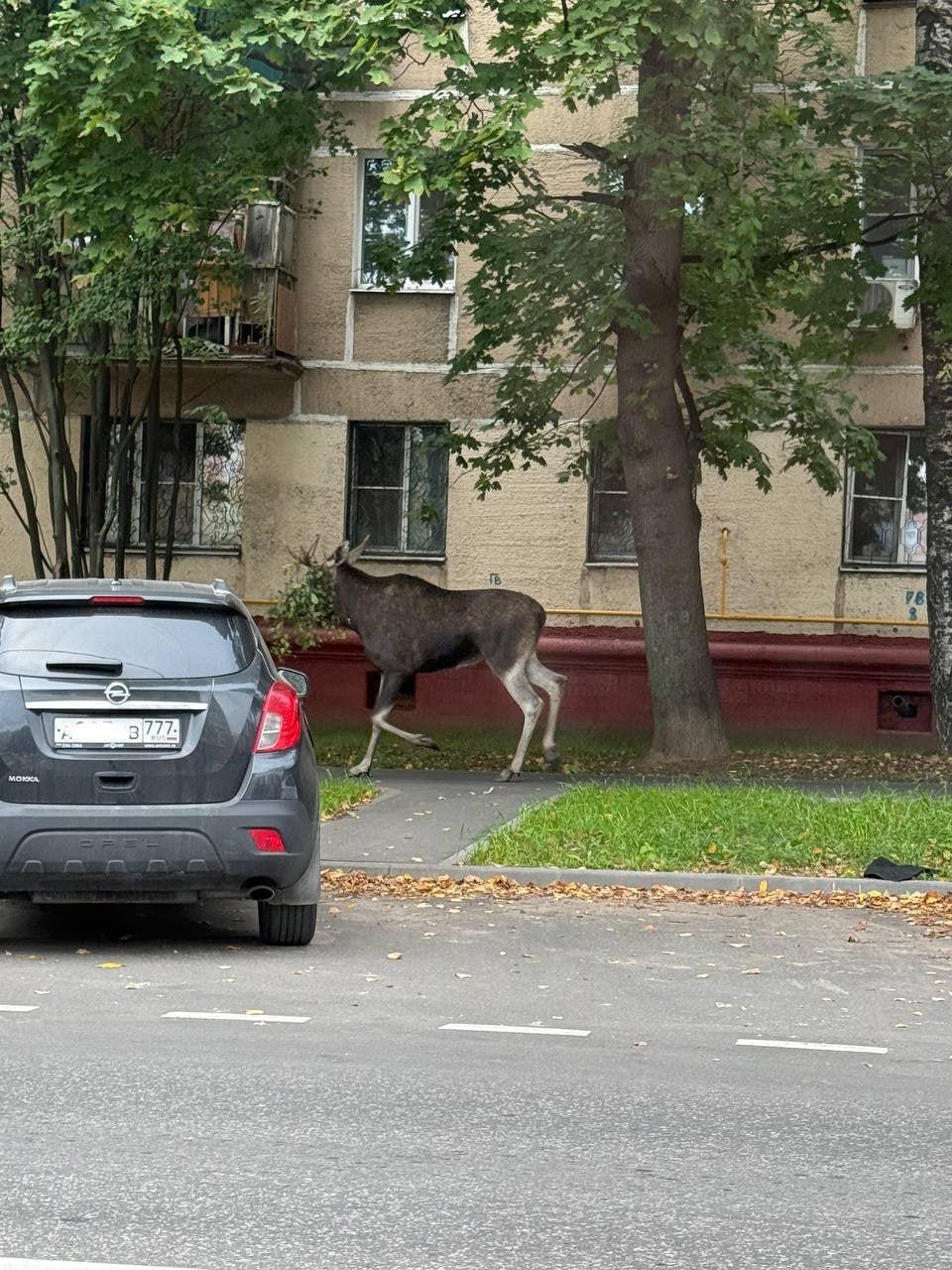 Озабоченные лоси заполонили Москву и область — сохатые ищут самку для спаривания, выходят на дороги и попадают под колёса.