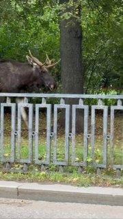 Озабоченные лоси заполонили Москву и область — сохатые ищут самку для спаривания, выходят на дороги и попадают под колёса.