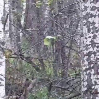 «Медведь, Андрей! Едь быстрее! Пошёл н***й!» Мишка вышел прямо к аттракциону...
