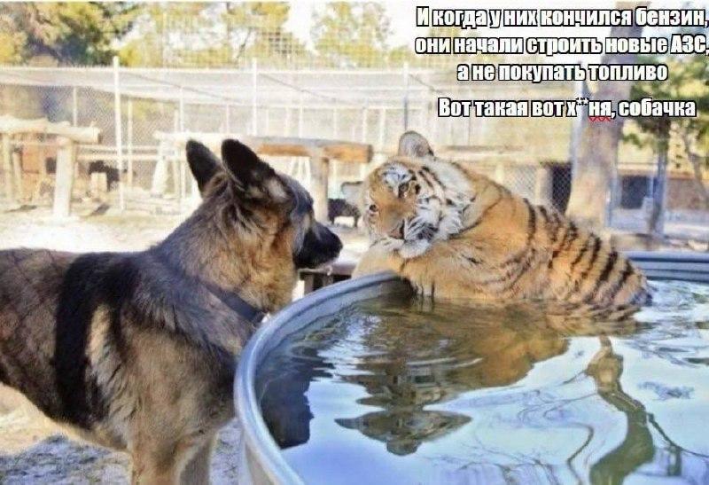 В Кузбассе власти на фоне дефицита бензина… решили открывать новые заправки