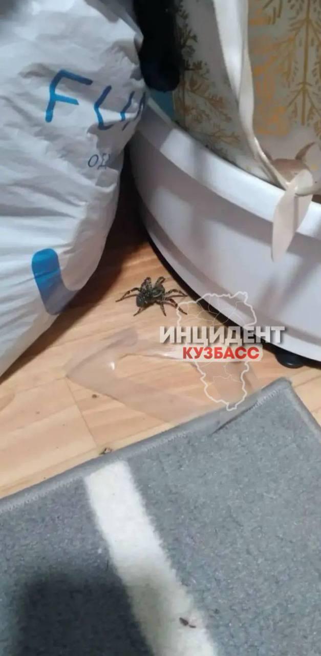 К жительнице Юрги в квартиру заполз тарантул. «Видимо сбежал из местного...