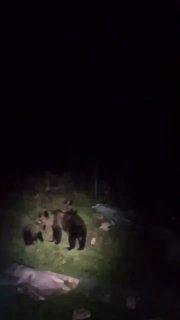 Медведица с медвежатами поселилась на участке дома на 2-й Омской в Шушталепе....