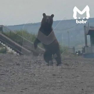 Медведь вышел в город в Иркутской области. Косолапого заметили на одной из...