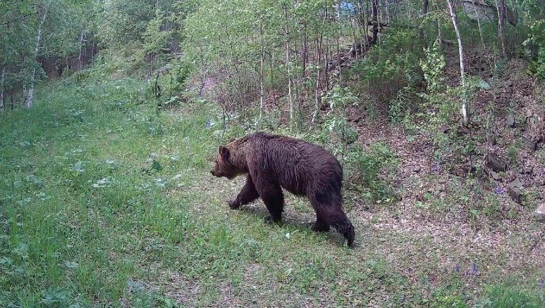 Нашествие медведей в Красноярском крае: специалисты назвали причины массового...