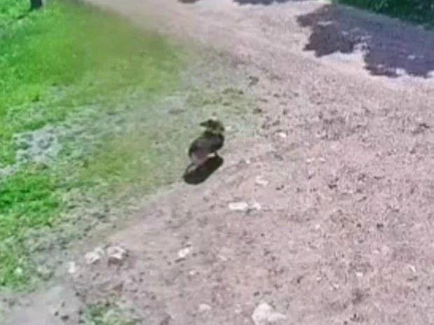 В Боханском районе пенсионерку будут судить за жестокое обращение с животным....