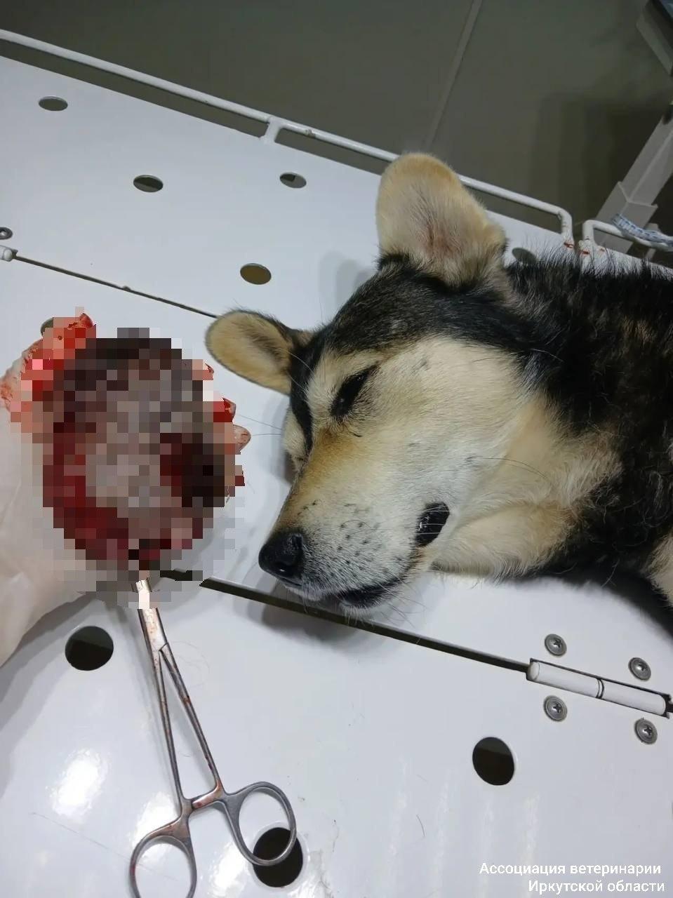 Опухоль размером с голову удалили собаке ветеринары в Нижнеудинске