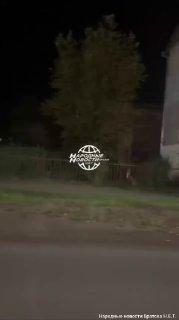 Медведь пробежался по центру Вихоревки
