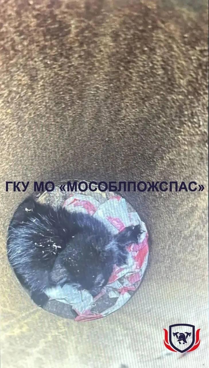 В Серебряных Прудах котёнок два дня просидел в трубе фонарной мачты....