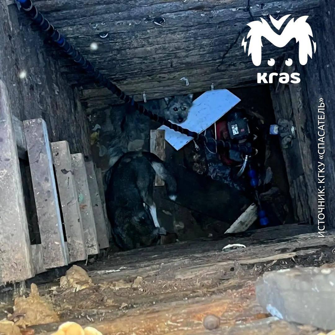 Спасатели достали двух собак из колодца в Богучанах. Пёсели провалились в...