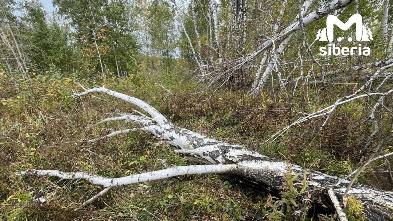Охотник случайно застрелил человека в Новосибирской области. 47-летний...