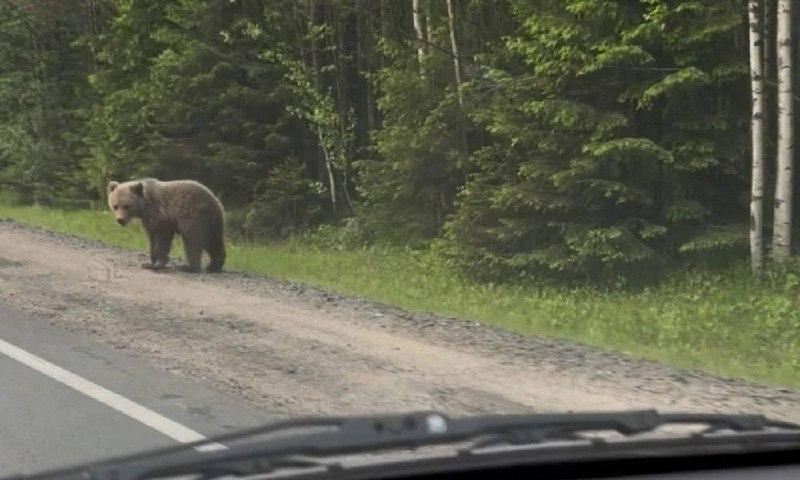 Медведя заметили у остановки школьного автобуса в Горном Щите