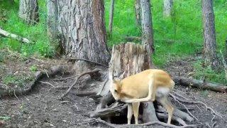 Косуля попала в фотоловушку, почесав нос в Саяно-Шушенском заповеднике...