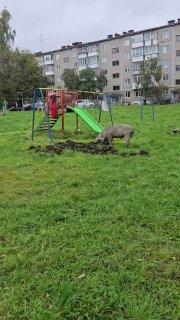 Что-то модно, что-то вышло из моды, а Ревдинские свиньи вечны