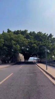 В Китае проложили дорогу прямо вокруг дерева, чтобы не навредить природе...