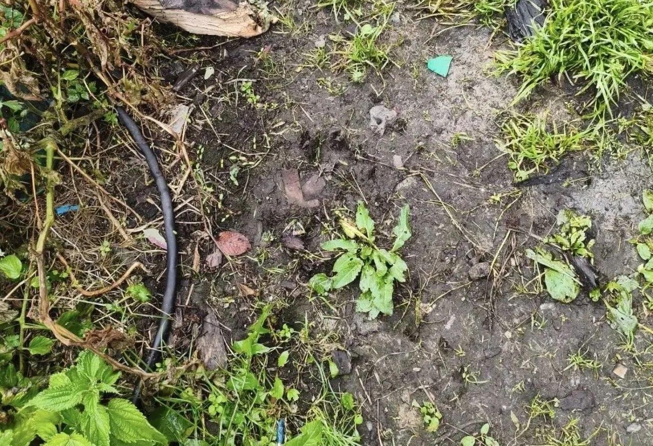 В Красноярском крае медведь растерзал пенсионерку прямо во дворе её дома