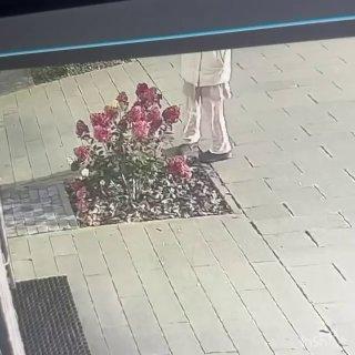 В ЖК «Ильинские луга» люди сами высаживали гортензии, чтобы всем было...