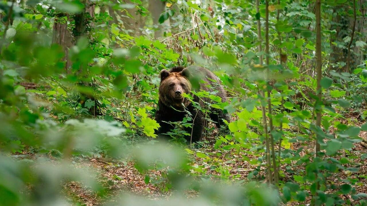 В Канском округе создали оперативную группу для реагирования на выходы...