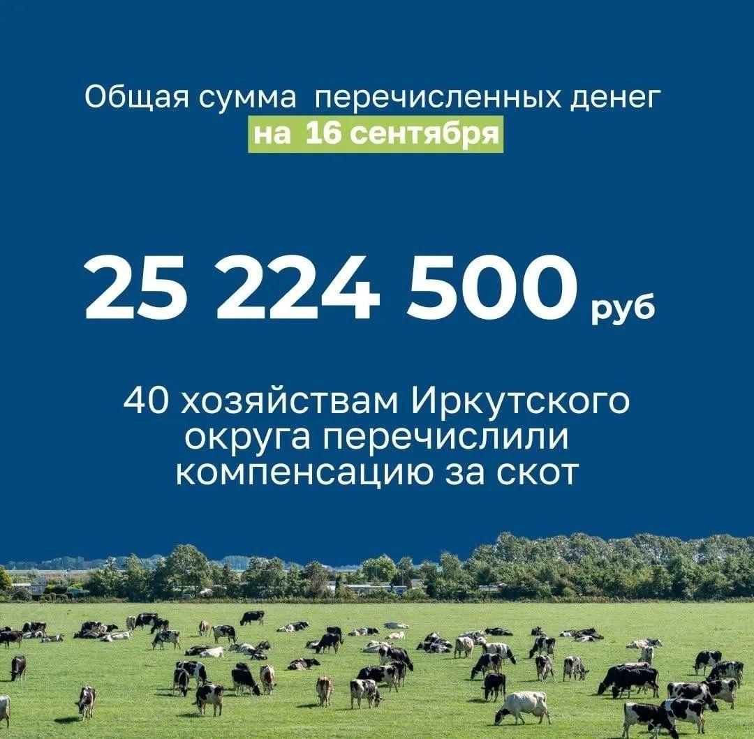 Жителям Иркутского округа компенсируют стоимость изъятого скота. Владельцам...