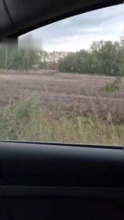 Дикую рысь заметили в Ордынском районе. 🌇 Источник: ЧП Новосибирск