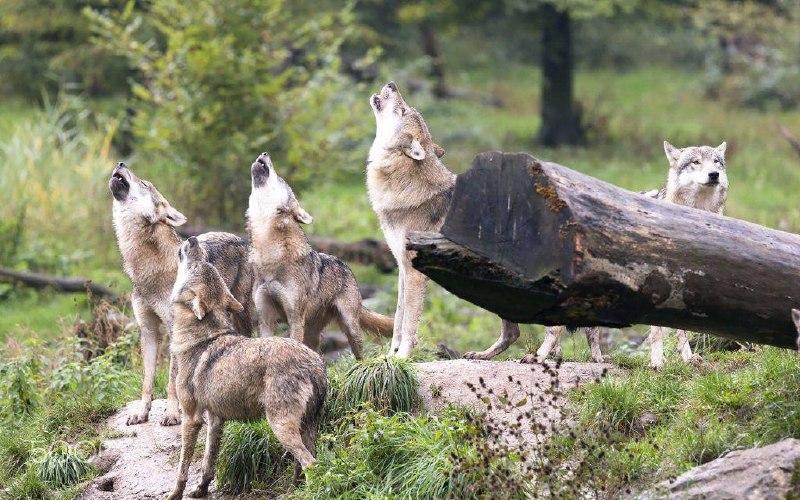 Волки начали нападать на домашних животных в Ленобласти.