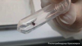 Клещи всё ещё активны в Красноярске. За прошедшую неделю с жалобами к врачам...