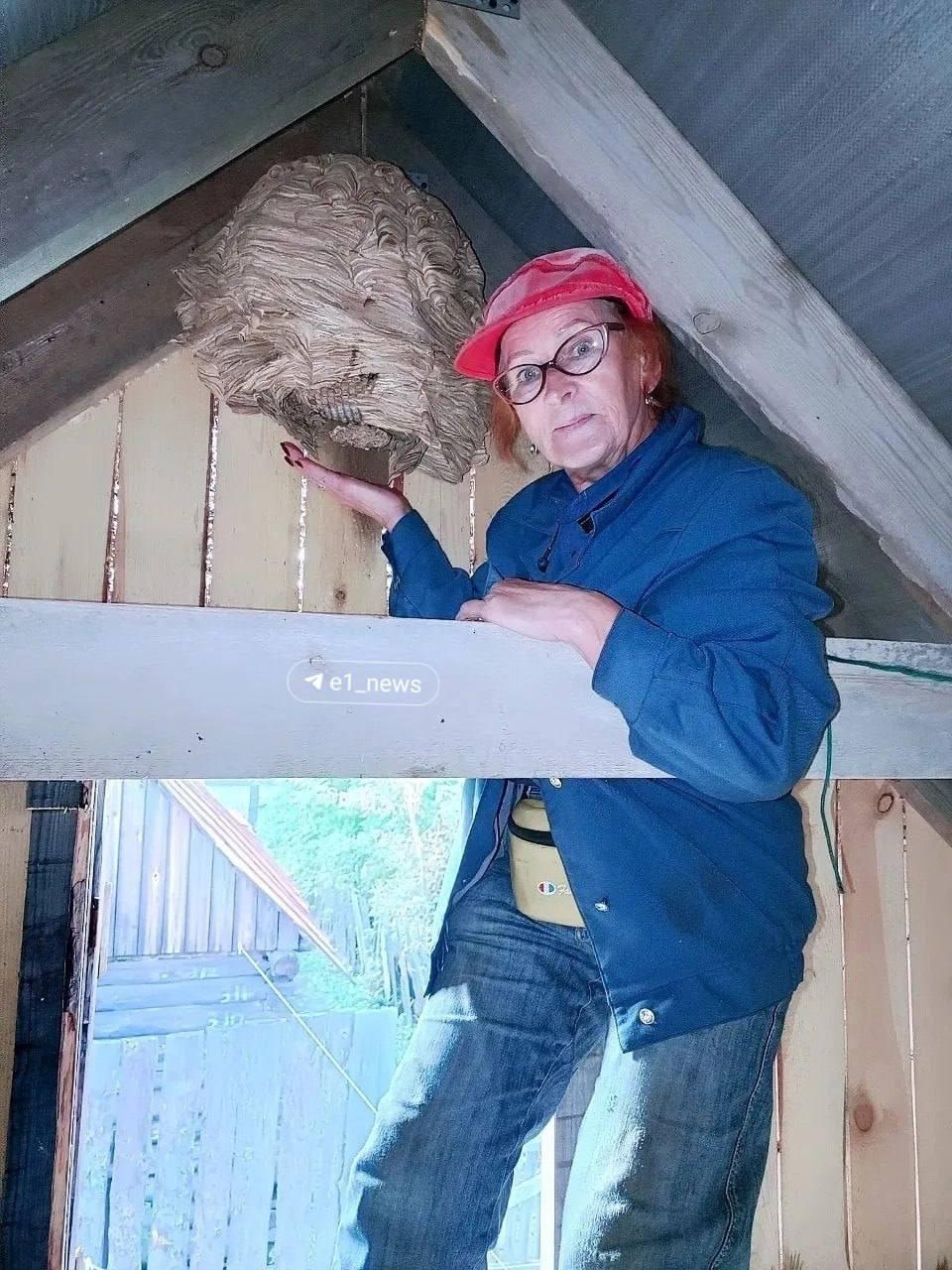 Стая гигантских шершней оккупировала баню на даче свердловчанки