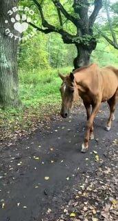 Две лошади второй день гуляют по Петергофу у Ольгинского канала. Одна из них,...