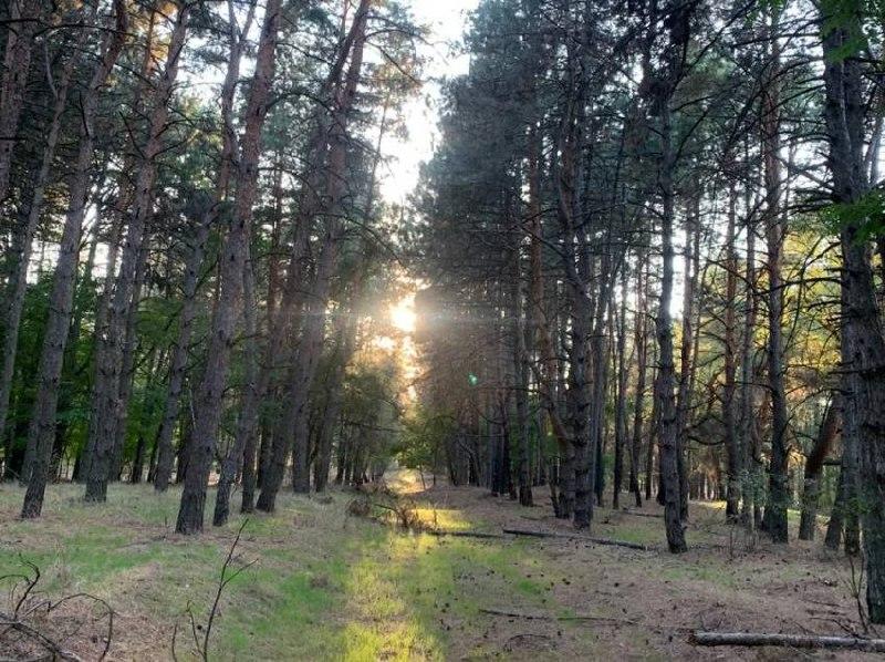 В Большом Улуе временно ограничены выходы в лес