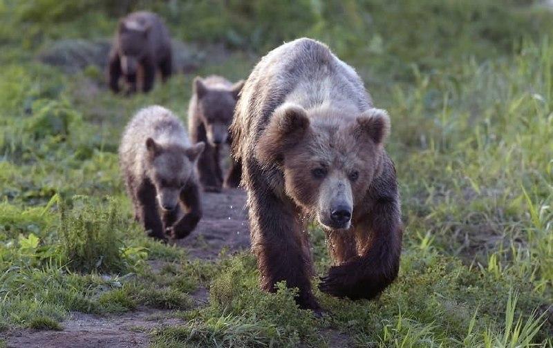 В Байкальске ужесточили комендантский час и запретили жителям ходить в лес из-за медведей