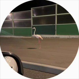 В Новой Москве заметили фламинго, гуляющего вдоль дороги Птицу несколько дней...