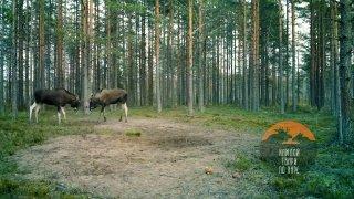 Лоси Ленобласти вышли на охоту за любовью и уже наматывают десятки километров