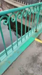 В Петербурге взялись «мыть» воду в канале Грибоедова