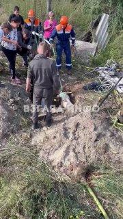Беременная корова провалилась в погреб, сделанный из металлического контейнера, в Зелёном Бору
