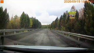 Медведь вышел на Голоустненский тракт.