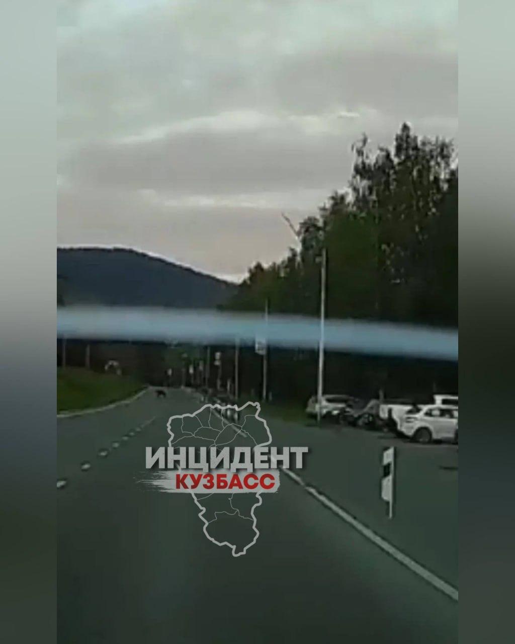 Медведей заметили сразу в двух районах Кузбасса