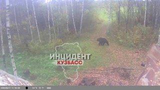 Медведей заметили сразу в двух районах Кузбасса