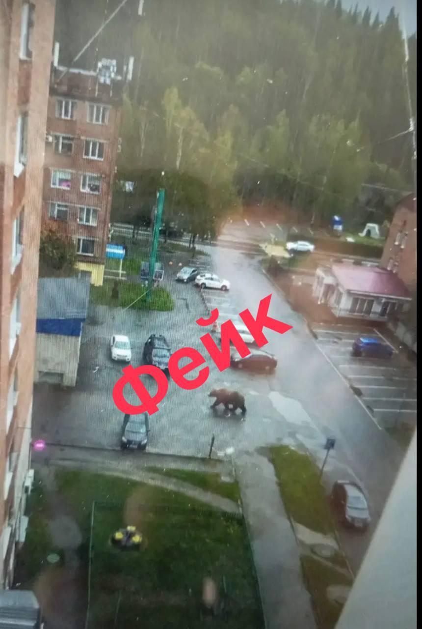 Медведь в Таштаголе оказался фейком