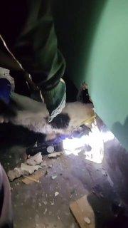 В Петербурге трехцветная кошка устроила спасателям «Кошкиспас» настоящее...