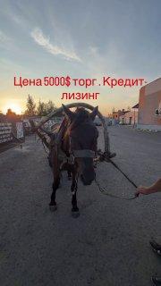 Авторынок на фоне дефицита бензина тоже решил вернуться к корням. Источник: 🤔...