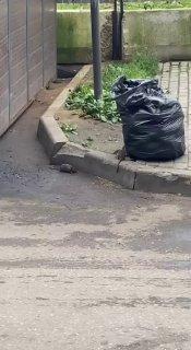 В ЖК Томилино парк крыс скоро будет больше, чем местных жителей 🇷🇺 Источник:...