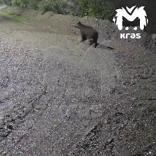 Большой медведь вышел к частным домам в Дрокино. Ночью хищник попал на запись...