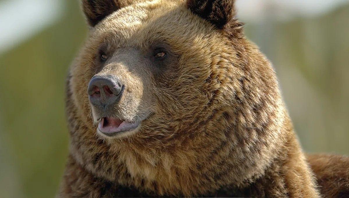 115 медведей отстрелили в республике в рамках регулирования Данными...